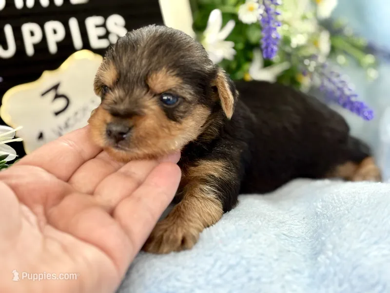 Yorkie Male 1 – Yorkshire Terrier puppy for sale in Charleston, WV