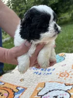 GUS ready for pick up now!, a male Shihpoo for sale in Charleston, WV – 3 of 5