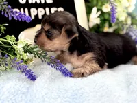 Yorkie Male 1, a male Yorkshire Terrier for sale in Charleston, WV – 5 of 6