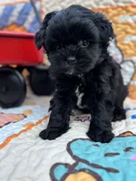 Grady, a male Shihpoo for sale in Charleston, WV – 3 of 6