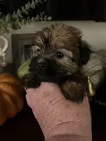 Shorkie READY NOW, a male Shorkie for sale in Charleston, WV – 9 of 9