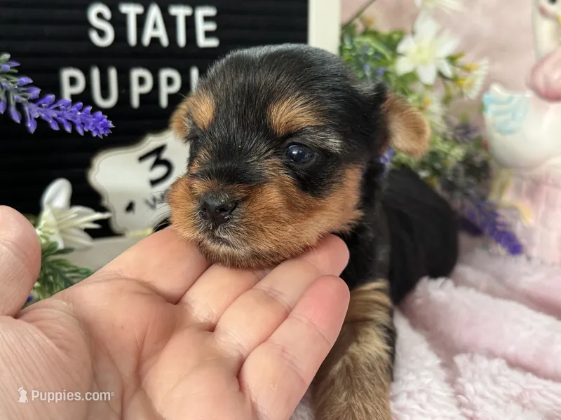 Yorkie Female 1 – Yorkshire Terrier puppy for sale in Charleston, WV