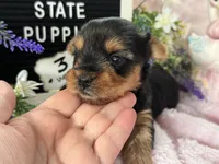 Yorkie Female 1, a female Yorkshire Terrier for sale in Charleston, WV – 1 of 6