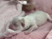 Tiny Hope Female, a female Maltipoo for sale in Charleston, WV – Photo 4 of 7