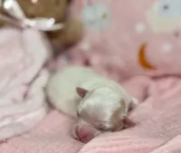 Tiny Hope Female, a female Maltipoo for sale in Charleston, WV – Photo 2 of 7