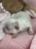 Tiny Hope Female, a female Maltipoo for sale in Charleston, WV – Photo 7 of 7