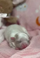 Tiny Hope Female, a female Maltipoo for sale in Charleston, WV – Photo 3 of 7