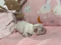 Tiny Hope Female, a female Maltipoo for sale in Charleston, WV – Photo 5 of 7