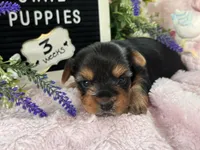 Yorkie Female 1, a female Yorkshire Terrier for sale in Charleston, WV – 3 of 6