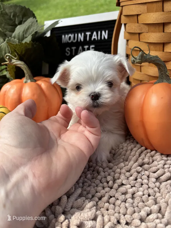 AKC Luther  – Maltese puppy for sale in Charleston, WV