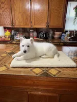 Bandit , a male German Shepherd Dog for sale in Beloit, WI – Photo 4 of 5