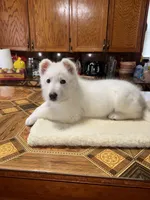 Bandit , a male German Shepherd Dog for sale in Beloit, WI – Photo 1 of 5