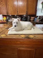 Bandit , a male German Shepherd Dog for sale in Beloit, WI – Photo 3 of 5