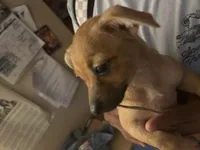 Daisy, a female Chihuahua for sale in Elk Grove, CA – Photo 2 of 3