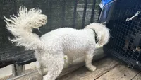 Milo, a male Poodle - Miniature  for sale in Sacramento, CA – 2 of 3