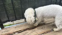 Milo, a male Poodle - Miniature  for sale in Sacramento, CA – 3 of 3