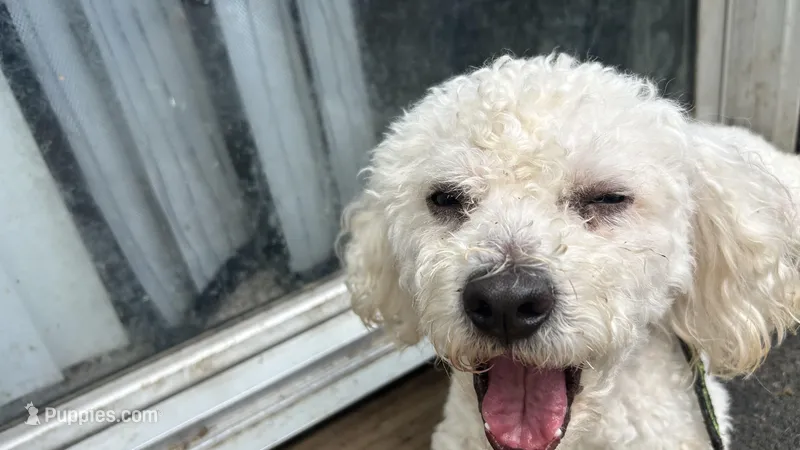 Milo – Poodle - Miniature  puppy for sale in Sacramento, CA