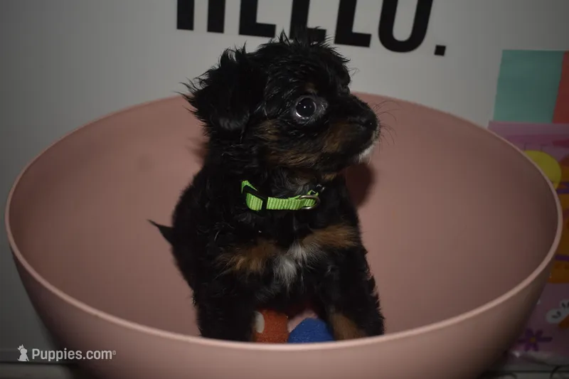 Greeny beany – Poodle - Miniature  puppy for sale in Elk Grove, CA