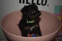 Greeny beany, a female Maltipoo for sale in Elk Grove, CA – Photo 2 of 4