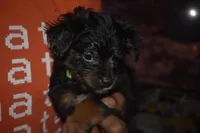 Greeny beany, a female Maltipoo for sale in Elk Grove, CA – Photo 4 of 4