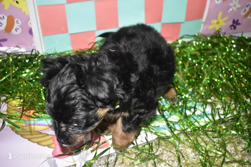 Greeny beany – Maltipoo puppy for sale in Elk Grove, CA