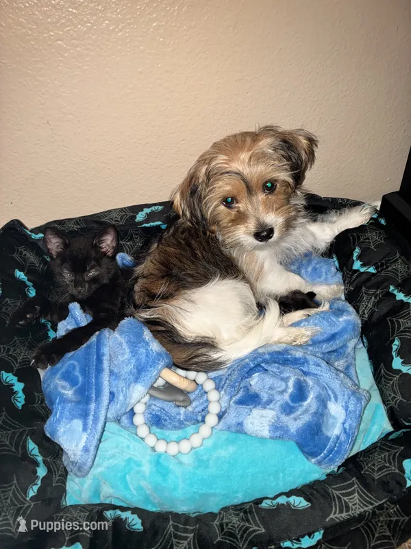 Gunner – Miniature Schnauzer, Shih Tzu puppy for sale in Sacramento, CA
