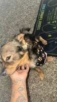 Malachi - not nurtured , a male Pomeranian for sale in Sacramento, CA – 4 of 5