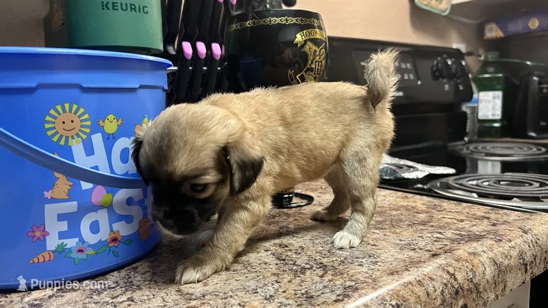 Fluffy butt AKC – Chihuahua puppy for sale in Sacramento, CA
