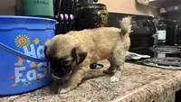 Fluffy butt AKC-mothers day litter, a female Chihuahua and Pomchi for sale in Sacramento, CA – 1 of 2