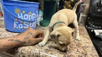 Beans, a female Chihuahua for sale in Sacramento, CA – 3 of 3