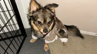 Malachi- not neutered  , a male Pomchi for sale in Sacramento, CA – 2 of 2