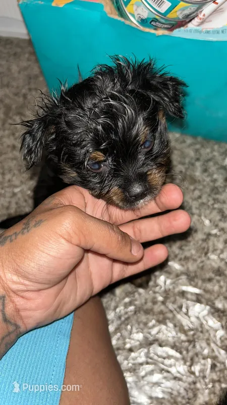 Shorty – Maltipoo puppy for sale in Elk Grove, CA