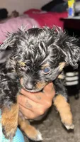 Shorty, a female Pomchi for sale in Elk Grove, CA – Photo 2 of 2