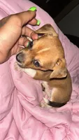 Rowdy red - Akc Teacup chihuahua/Dachshund, a male Chihuahua for sale in Sacramento, CA – 1 of 2