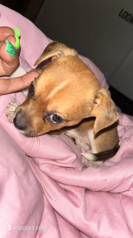 Fransisco AKC – Chihuahua, Miniature Dachshund puppy for sale in Sacramento, CA