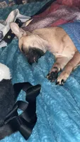 Daisy- not spayed, a female Chihuahua for sale in Sacramento, CA – 6 of 8