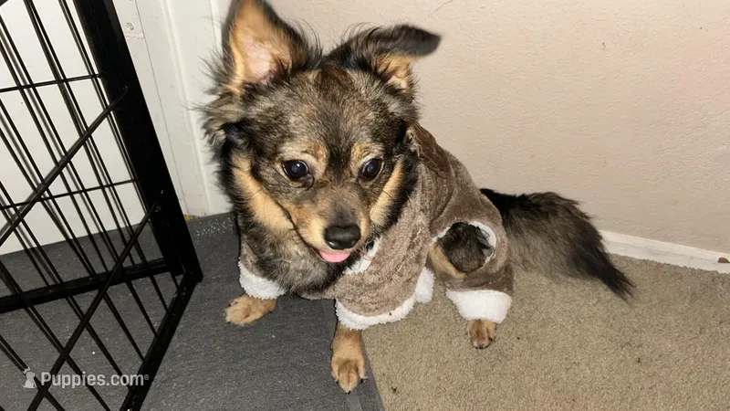 Malik – Malchi puppy for sale in Elk Grove, CA