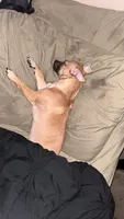 Daisy- not spayed, a female Chihuahua for sale in Sacramento, CA – 2 of 8