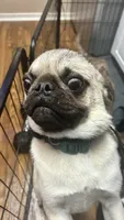 Buzz lightyear 🚀 , a male Pug for sale in Sacramento, CA – 3 of 3