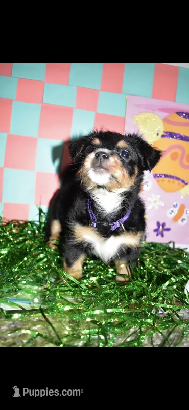 PùrPurà – Chipoo puppy for sale in Elk Grove, CA