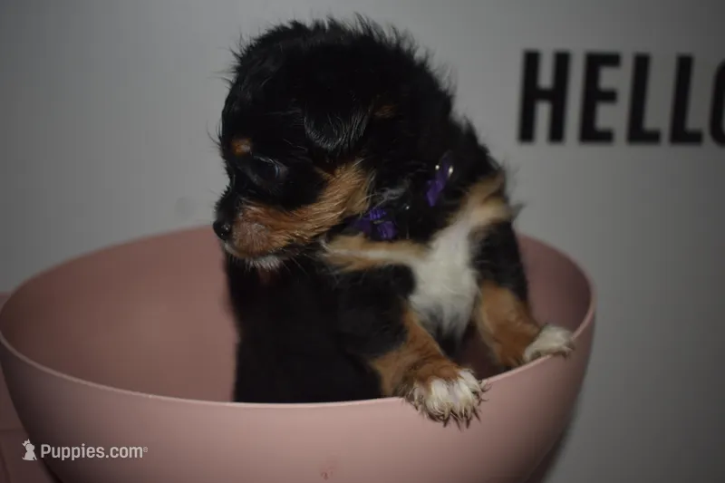PùrPurà – Maltipoo puppy for sale in Elk Grove, CA