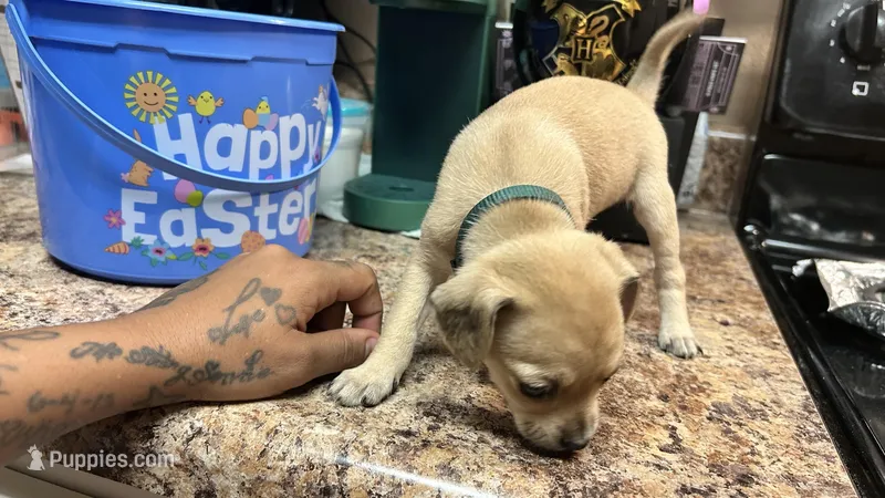 Beaans AKC – Chihuahua puppy for sale in Sacramento, CA