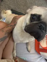 Buzz- not neutered , a male Pug for sale in Sacramento, CA – 2 of 2
