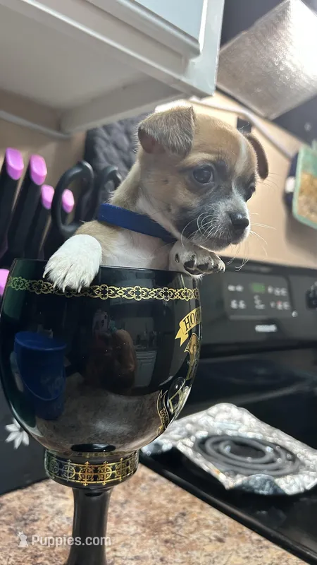 Bluey – Chihuahua puppy for sale in Sacramento, CA