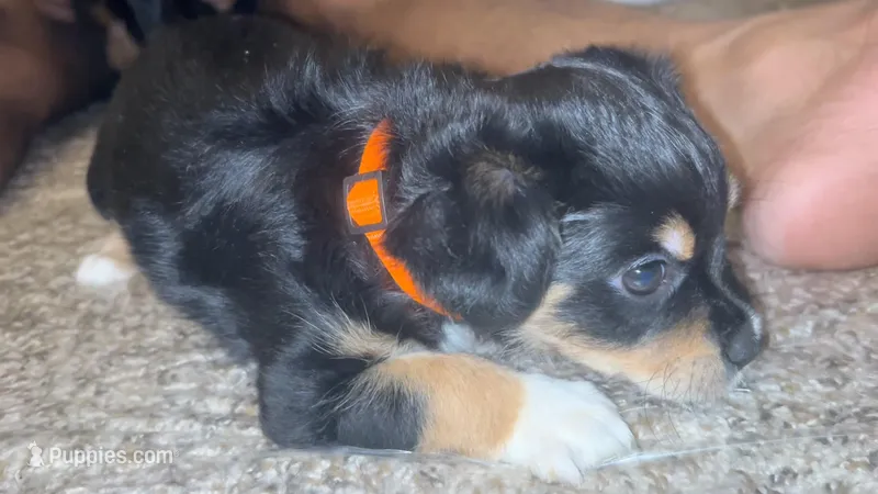 Loui the 13th  – Maltipoo puppy for sale in Elk Grove, CA