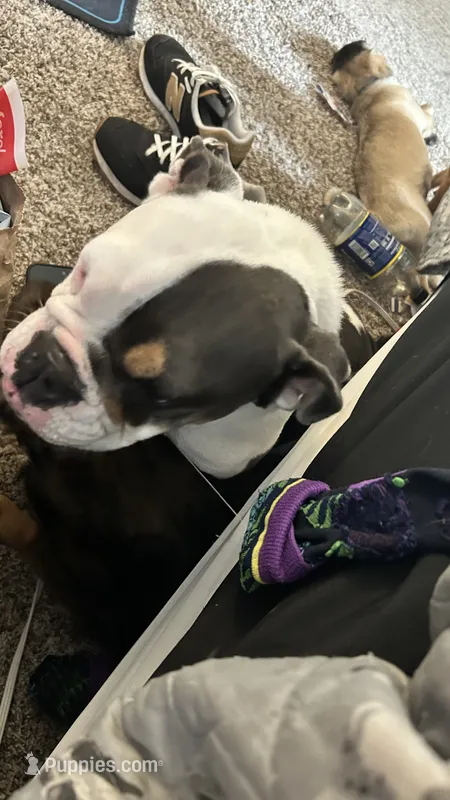 Fendi - not spayed – English Bulldog puppy for sale in Sacramento, CA