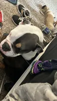 Fendi - not spayed, a female English Bulldog for sale in Sacramento, CA – 1 of 3