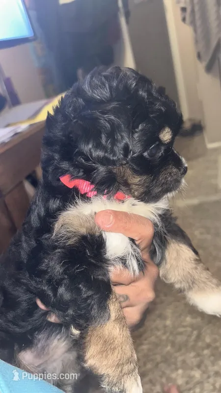 Pinky pooh – Maltipoo puppy for sale in Elk Grove, CA