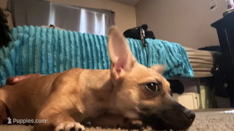 Daisy- not spayed – Chihuahua puppy for sale in Sacramento, CA