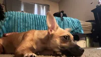 Daisy- not spayed, a female Chihuahua for sale in Sacramento, CA – 1 of 8